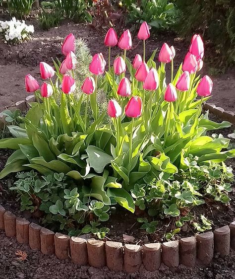 Planting Tulips In Pots, Tulip Flower Bed, Gardens With Tulips, Backyard Tulip Garden, Tulips Garden Design, Tulip And Hyacinth Garden, Tulip Flowerbed, Outdoor Flowering Plants, When To Plant Tulips