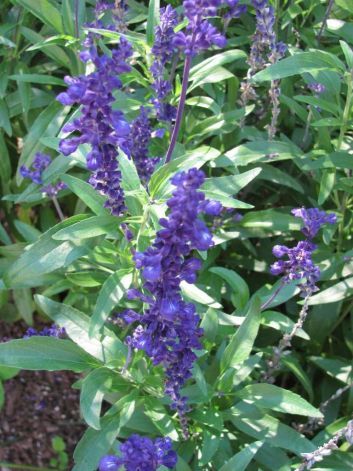 Victoria Blue Salvia Plants, Victoria Blue Salvia, Blue Salvia, Salvia Plants, Purple Salvia, Pink Geranium, Organic Soil, Flower Spike, The Liver