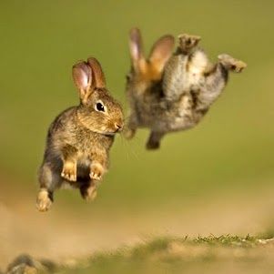 I get so excited!!! #bunny Baby Rabbits, English Summer, Instagram Baby, Funny Bunnies, Baby Bunnies, Cute Animal Pictures, Sweet Animals, Animal Photo, 귀여운 동물