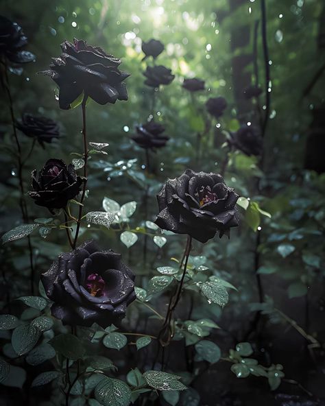 Garden Tattoos, Black Rose Flower, Gothic Flowers, Goth Garden, Gothic Castle, Gothic Garden, Castle Garden, Black Roses, Dark Flowers