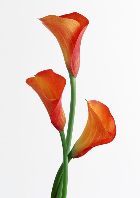 "Orange Calla Lily Trio Cross Stitch Pattern (DE138) PDF Pattern. This pattern is an instant download PDF. Size: 70w x 98h stitches 18 Count Aida: Stitch Area:  3 3/4w x 5 1/2h inches or 9.9w x 13.8h cm Fabric Size with 2-inch (5 cm) margin: 8w x 9h inches or 20w x 24h cm 16 Count Aida: Stitch Area: 4 1/2w x 6 1/4h inches or 11.1w x 15.6h cm Fabric Size with 2-inch (5 cm) margin: 8w x 10h inches or 21w x 26h cm 14 Count Aida: Stitch Area: approx. 5w x 7h inches or 12.7w x 17.8h cm Fabric Size wi Orange Calla Lily, White Flower Pictures, Orange Wedding Themes, Calla Lily Flowers, Flower Identification, Orange Leaf, Orange Wedding, Peach Flowers, Beautiful Flowers Pictures