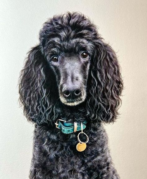 Black Standard Poodle, Painting Dogs, Black Poodle, Puppy Portraits, Watercolor Painting Ideas, Poodle Grooming, Dog Days Of Summer, Black Curly, Poodle Mix