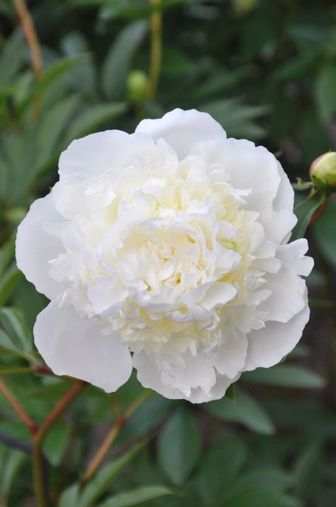 Peony Bulbs, Holly Wedding, Paeonia Lactiflora, Perennial Bulbs, Peony Root, Growing Peonies, Peonies Garden, Spring Plants, White Peonies