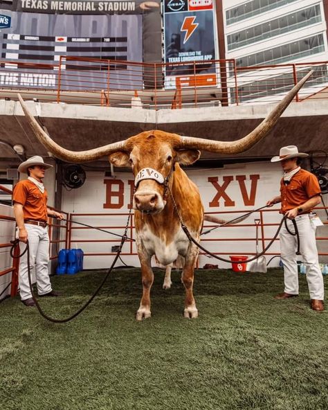 Bevo's Birthday 🎂 01/24 🎊 Ut Longhorns, Texas Longhorns Football, Longhorns Football, Nfl Football Pictures, Hook Em Horns, Texas Football, Ut Austin, College Aesthetic, Football Lovers