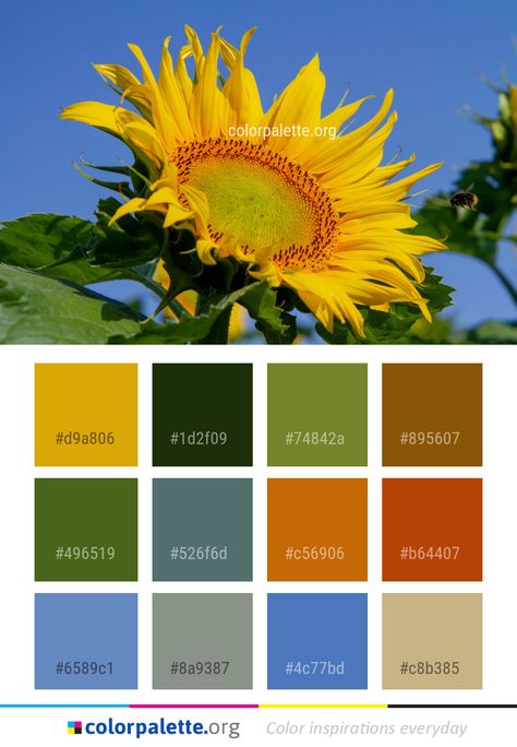 Color Palette Sunflower, Sunflower Yellow Color, Yellow Color Palette, Flower Sunflower, Colors Inspiration, Sunflower Colors, Sunflower Pictures, Color Palette Yellow, Design Palette