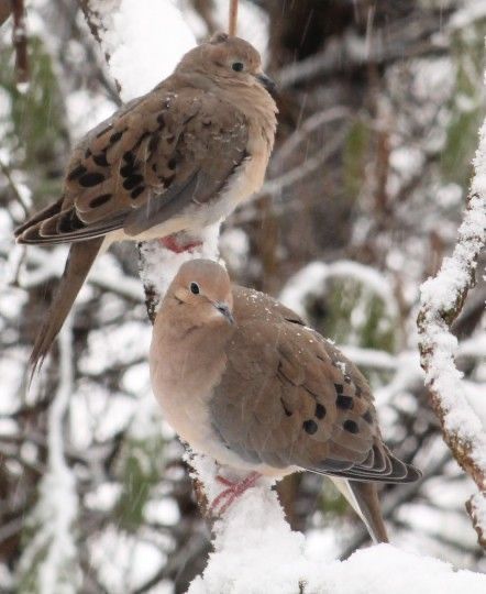 Birds Mating, Dove Nest, Morning Dove, Dove Pigeon, Dove Bird, Turtle Dove, Parakeets, Backyard Birds, Bird Photo