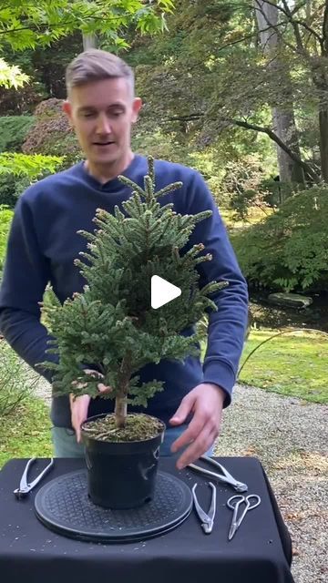 Cloud Pruning How To, Eastern Red Cedar Bonsai, Juniper Bonsai Style, Bonsai Garden Landscaping, Diy Bonsai Tree, Literati Bonsai, Spruce Bonsai, Boxwood Bonsai, Jade Plant Bonsai