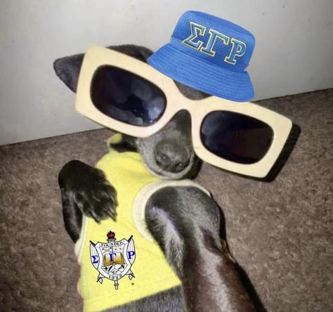 Dog With Glasses Pfp, Aesthetic Dog Pfp, Baddie Dog, Dog In Sunglasses, Dog Wearing Sunglasses, Animals In Sunglasses, Animals With Sunglasses, Animals With Glasses, Dog Pfp