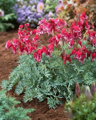 Burning Hearts with cherry red flowers in early summer atop long-lasting grey-green foliage. Blooms All Summer, Spring Perennials, Long Blooming Perennials, Edging Plants, American Meadows, Indoor Flowering Plants, Red Bouquet, Small Shrubs, Shade Flowers