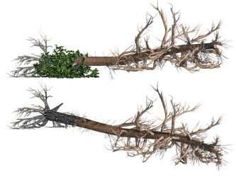 Fallen Tree Drawing, Fallen Tree, Tree Sketches, Model Train Scenery, Tree Png, Background Transparent, Fantasy House, Easy Doodles Drawings, Tree Drawing