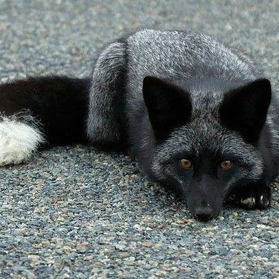 black and silver fox - Google Search Silver Fox Therian, Silver Fox Animal, Black Foxes, Melanistic Animals, Silver Foxes, Black Fox, Grey Fox, Pet Fox, Wild Dogs