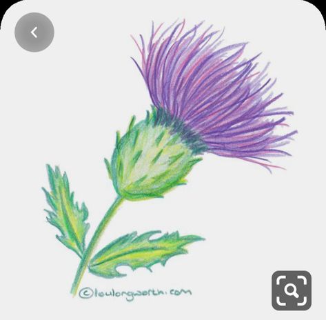 How To Draw A Thistle, Thistle Flower Drawing, Scottish Drawings, Thistle Drawing, Thistle Art, Scottish Thistle Tattoo, Tattoo Pencil, Thistle Tattoo, Drawing Pics