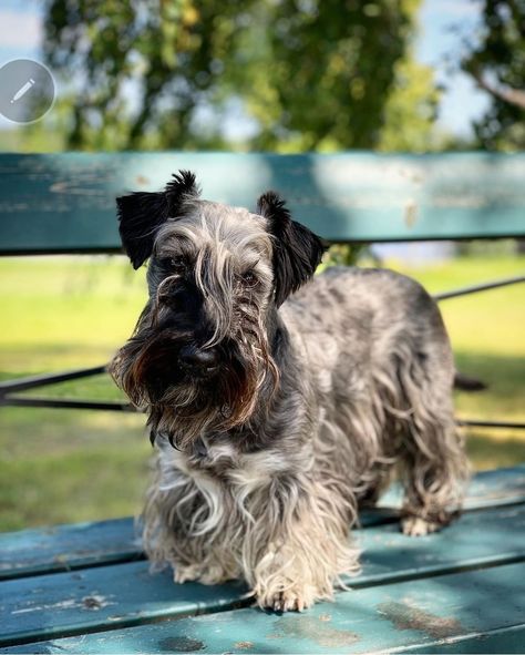 Cesky Terrier, Every Dog Breed, Disabled Dog, Animal References, American Kennel Club, Mixed Breed, Dog Breeds, Bugs, Puppies