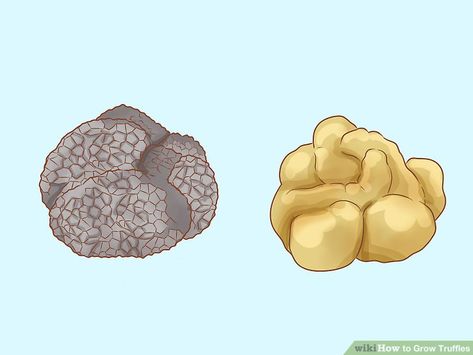 How to Grow Truffles: 13 Steps (with Pictures) - wikiHow Growing Truffles, How To Make Truffles, Mushrooms Edible, Edible Wild Mushrooms, Mushroom Guide, Edible Fungi, Growing Mushrooms At Home, Micro Farm, Truffle Mushroom