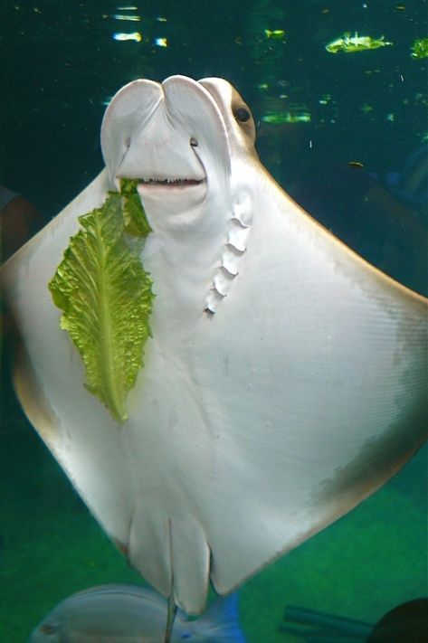 Excuse me, you have a piece of lettuce stuck between your teeth Dental Humor, 웃긴 사진, Very Funny Pictures, Ocean Creatures, Stingray, Bones Funny, Beautiful Creatures, Under The Sea, Funny Cute