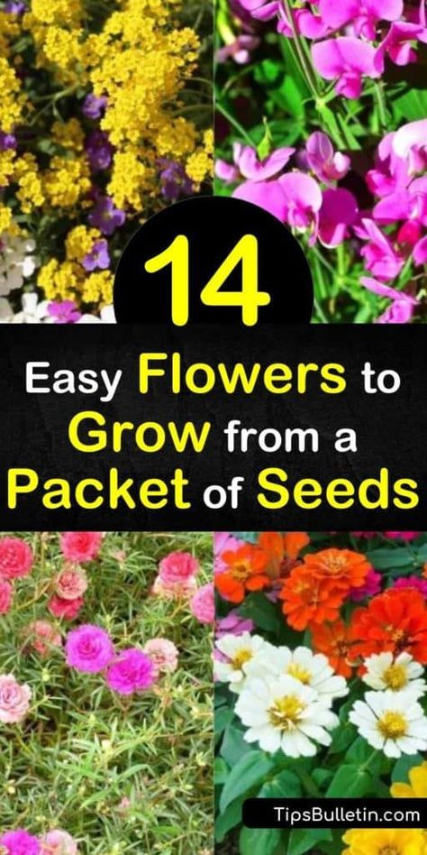 Easy Flowers To Grow, Planting Flowers From Seeds, Fast Growing Flowers, Easy To Grow Flowers, Easiest Flowers To Grow, Gardening Tricks, Flowers To Grow, Easy Flowers, Grow Wildflowers