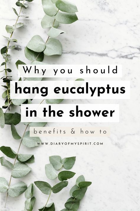 Why you should hang eucalyptus in the shower Eucalyptus Hanging From Shower Head, Eucaliptus Decoration Bathroom, Eculyptus Shower Aesthetic, Eucalyptus Bathroom Ideas, How To Hang Eucalyptus Shower Head, Eucalyptus Meaning, Eucalyptus In Shower Bathroom, Eucalyptus Crafts, Plants In The Shower