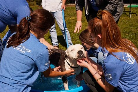 Free Pet Adoptions In 15 Cities This Weekend To Honor 15th Annual Pet Adoption Event Pet Adoption Event, Katie Couric, Royal Canin, Bow Wow, Cat And Dog, Animal Hospital, Dog And Cat, Cat Adoption, Humane Society