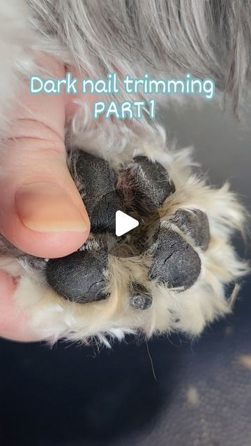 Kristin Davis | Certified Dog Groomer on Instagram: "Not as scary as it seems 👍⤵️ I know!! Nail trims can be one of the most intimidating or scary things you can do for your dog. However it's also one of the most important and absolutely necessary! ⤴️ Here is PART 1 of a dark color nail trim. We are going to do ALOT of "how to" nail trims and dremeling here along the way because I understand you don't get to see different nails everyday, or even get to practice very often! That's ok! The more I can share with you the more it will boost your confidence on your own dog's nail type and structure and how to best approach their specific needs 😄 What else do you want to see? Comment below so I can work on it for you! 💾 Save to review again later Like and share with your fellow dog moms w How To Trim Dogs Nails, Dog Nail Trimming Tips, How To Cut Dog Nails, Dog Nail Trimming Hacks, Dog Nails Trimming, How To Clip Dog Nails, Clipping Dog Nails, Trimming Dog Nails, Dark Color Nails