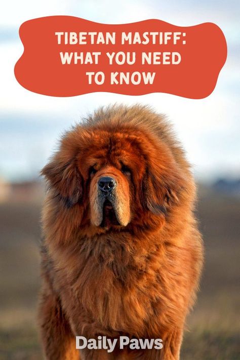 Red Tibetan Mastiff, Big Dawgs, Tibetan Mastiff Puppy, Tibetan Mastiff Dog, Mastiff Dog Breeds, Big Dogs Breeds, Biggest Dog In The World, Pet Anime, Best Cat Breeds