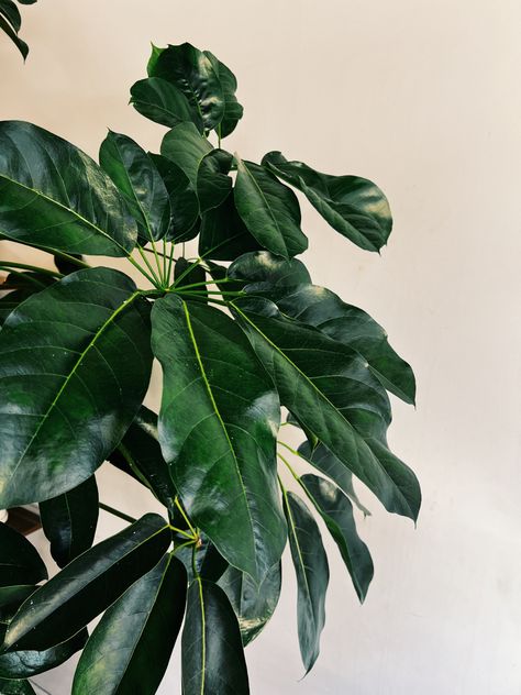 Plant, plants, green, tall, leaf, leafy, leaves, ficus, palm, fronds, coffee shop, house plant, house plants, indoor plants, clean air, big Coffee Shop House, Indoor Plants Clean Air, Tall Plant, Plant House, Plants Green, Plants Indoor, Palm Fronds, Tall Plants, House Plants Indoor