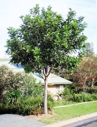 Tuckeroo Tree or Carrotwood tree. Australian native. Tuckeroo Tree Landscaping, Tuckeroo Tree, Riverbed Garden, Trees For Front Yard, Bush Garden, Backyard Ideas For Small Yards, Australian Trees, Backyard Garden Diy, Backyard Trees