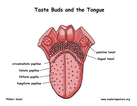 Human Ear Diagram, Lingual Tonsils, Respiratory System Anatomy, Human Tongue, Med School Study, Human Body Projects, Sistem Pencernaan, Basic Anatomy And Physiology, Classy Business Outfits