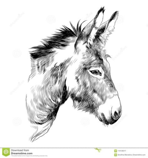 Donkey Sketch, Donkey Drawing, Cute Donkey, Drawing Heads, Tattoo Graphic, Horse Drawings, Pencil Art Drawings, Horse Art, Pyrography