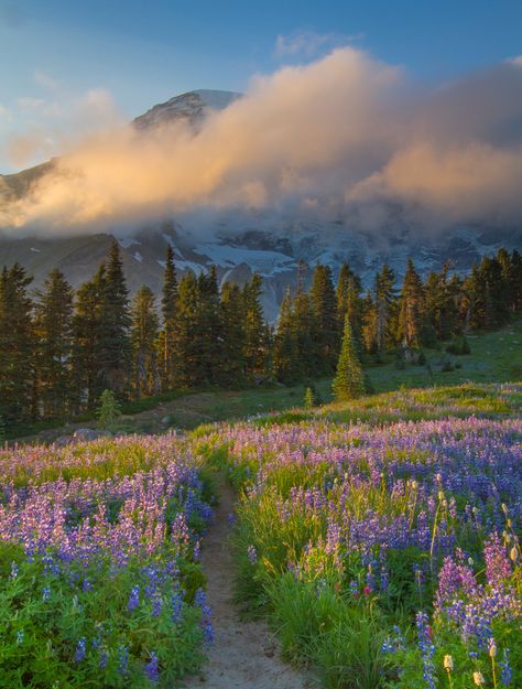 Flower Valley Aesthetic, Flower Field Mountains, Floral Landscape Photography, Valley Aesthetic, Paradise Aesthetic, Valley Wallpaper, Flower Valley, Valley Photography, Paradise Pictures