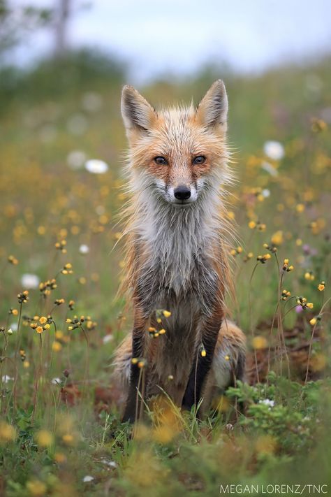 The Nature Conservancy announces the winners of its annual photography competition. Wild Wonder, Pet Portraits Photography, Wait And Watch, Pet Fox, Amazing Nature Photos, Nature Conservation, Photography Contests, Red Fox, The Nature