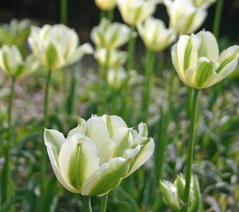 Tulip 'Spring Green' brings a subtle touch to the spring garden bearing white-to-cream flowers with a green stripe along the midvein. Tulips Queen Of The Night, Tulip Fever, Tulip Spring Green, Pink Star Tulip, Tulip Mystic Van Eijk, Green Spring, Spring Tulips, Cream Flowers, Spring Bulbs