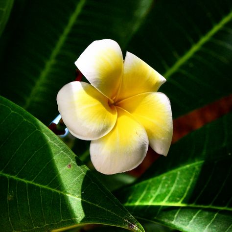 Chompey it's a kind of Khmer flower. Its smell great and its look beautiful. Taken by me at institute of technology of Cambodia. Khmer Flower, Look Beautiful, Lotus Flower, Cambodia, Plant Leaves, Lotus, Wedding Flowers, Branding, Technology