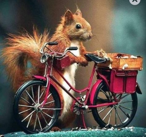 Squirrel Nuts Humor, Squirrel Pics, Happy Birthday Squirrel, Birthday Squirrel, Funny Squirrel Pictures, Happy Squirrel, Squirrel Pictures, Good Morning My Friend, Squirrel Funny