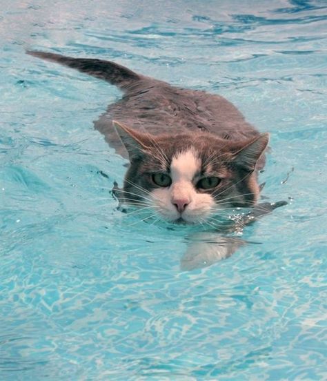 This is a very dangerous scenario. If that kitty went under the pool cover the owners would never know until they took the cover off. Don’t let your kitties play around the swimming pool, it’s just not safe. Cat Swimming, Swimming Cats, Funny Cat Names, Bengal Cats, Cat Quotes Funny, Cat Pose, Cat Facts, Bengal Cat, Cat Care