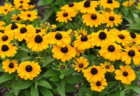 Zone 7 Plants, Best Perennials For Shade, Shade Loving Flowers, Plantain Lily, Biennial Plants, Shade Garden Plants, Ground Covers, Rock Garden Plants, Zone 7