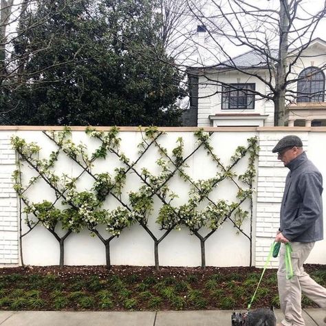 Christina Marie Baker on Instagram: "A dear friend from Dallas is helping me with design concepts for my new studio. We’re in love with the idea of creating a Belgian fence on the courtyard side of the building. I personally like this delicate style seen here: Image was captured by @melanieturnerinteriors via @landplusassociates 🌿 #espalier" Espalier Fence, Belgian Fence, Days Till Spring, Melanie Turner, Espalier Fruit Trees, Landscaping Inspiration, Fence Styles, Potager Garden, Gardening Trends