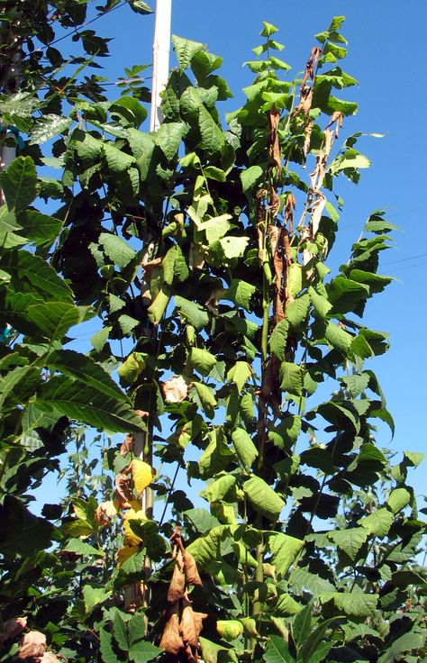 Plants Resistant or Susceptible to Verticillium Wilt Resistant or Immune Susceptible Trees beech hackberry mulberry ash fringe tree Prunus spp. birch hawthorn plane tree... Verticillium Wilt, Fringe Tree, Plane Tree, Plant Diseases, Pest Management, Farm Market, Backyard Farming, Dream Garden, Pacific Northwest