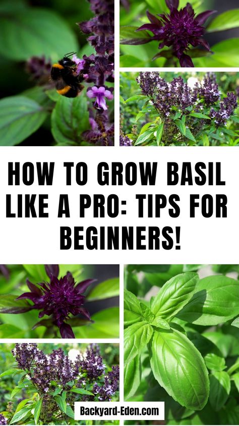 🌿 How to Grow Basil 🌿 Discover how easy it is to grow fresh, flavorful basil at home with these simple tips! 🌱 From planting seeds to caring for your plants, this guide covers everything you need to know to cultivate lush, aromatic basil right in your garden or on your windowsill. Perfect for beginners and experienced gardeners alike, these tips will have you harvesting fresh basil for your favorite dishes in no time! 🌞🍃 Grow Basil, Harvesting Basil, Growing Basil, Basil Seeds, Basil Plant, Eco Friendly Garden, How To Make Pesto, Natural Pest Control, Thai Basil