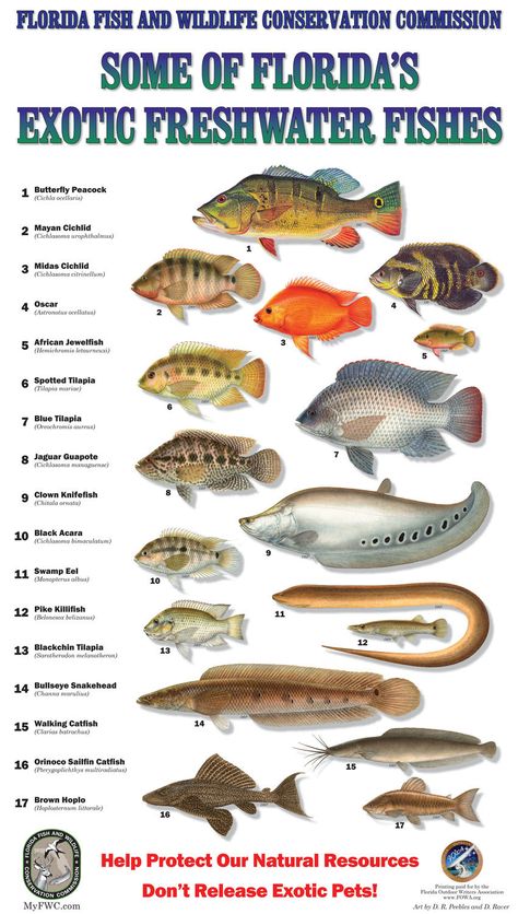 Florida freshwater exotic fish. Find local schools and teachers on EducatorHub.com Fish Chart, Fish Printables, Florida Fishing, Fresh Water Fishing, Florida Fish, Salt Water Fishing, Fishing Ideas, Fish Species, Fishing Stuff