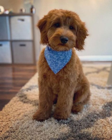 Teddy Bear Doodle, Teddy Bear Goldendoodle, Labradoodle Grooming, Goldendoodle Haircuts, Goldendoodle Grooming, Puppy Haircut, Teddy Bear Puppies, Poodle Mix Dogs, Mini Goldendoodle Puppies