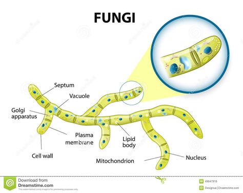 Fungi Cell, Fungi Illustration, Eukaryotic Cell, Plasma Membrane, Dental Anatomy, Biology Facts, Biology Lessons, Cell Structure, Body Cells