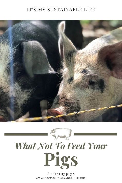 Pigs are notoriously known for eating. But knowing what not to feed your pig may be more important in keeping them safe. | It's My Sustainablelife @itsmysustainablelife #whatnottofeedyourpigs #whattofeedpigs #raisingpigs #raisingpigsformeat #raisingpigsforbeginners #raisingpigsforpets #raisingpigsforprofit #itsmysustainablelife Mini Pig Food, Mini Potbelly Pigs, Mini Pig Care, Pig Feed, Raising Pigs, Pigs Eating, Raising Farm Animals, Miniature Pigs, Pot Belly Pigs