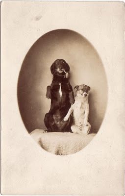 Vintage Dog Photos, Vintage Animals, Jack Russell Terriers, Love My Dog, Fox Terrier, Old Dogs, Vintage Dog, Antique Photos, Dog Sitting