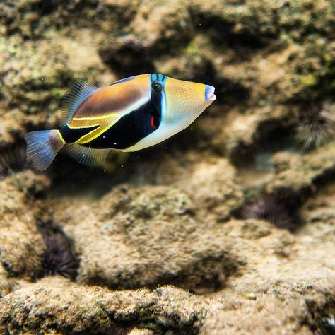 The Humuhumunukunukuapua’a is an interesting fish and not just because of its unique Hawaiian name. Check out these 5 facts about the Humuhumunukunukuapua’a. Trigger Fish Tattoo, Humuhumunukunukuapuaa Tattoo, Humuhumunukunukuapuaa Fish, Interesting Fish, Hawaii Fish, Trigger Fish, Hawaiian Fish, Fish Photos, Fish Images