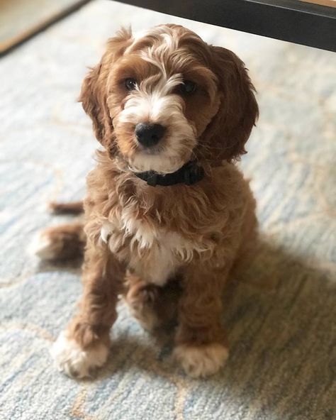 Beamer, our mini tuxedo goldendoodle Tuxedo Goldendoodle, Mini Goldendoodles, Mini Goldendoodle, Goldendoodle