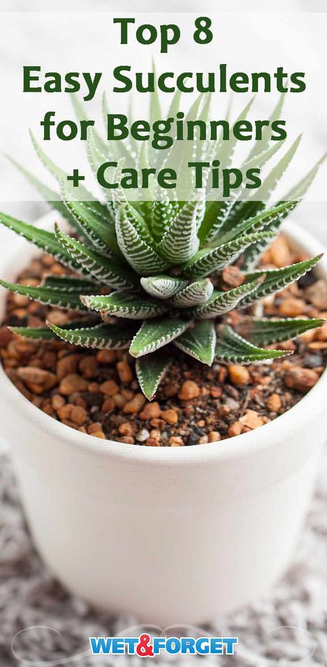 Planting Food, Mason Jar Succulents, Indoor Succulents, Garden Succulents, Kalanchoe Blossfeldiana, Plant Saucer, Succulent Garden Diy, Hobbies For Women, Hobbies To Try