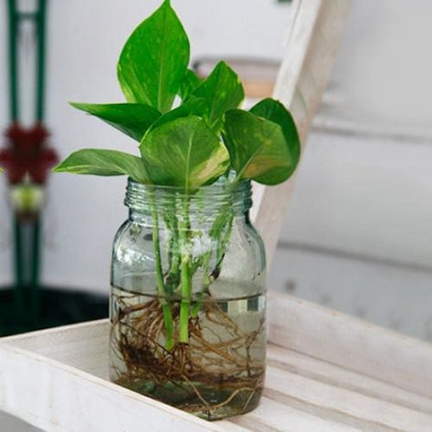 How to Propagate Pothos | Pothos Propagation Guide Money Plant In Water, Pothos In Water, Pothos Cuttings, Mason Jar Plants, Plants In Jars, Plants In Bottles, Buy Plants Online, Golden Pothos, Money Plant