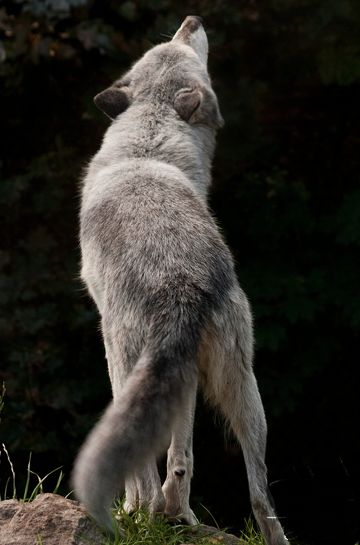 Aullando!!. Wolf Poses, Beautiful Wolf, Wolf Life, Wolf Photos, Wolf Love, Wild Wolf, Wolf Pictures, Animal Drawing, Wolf Spirit