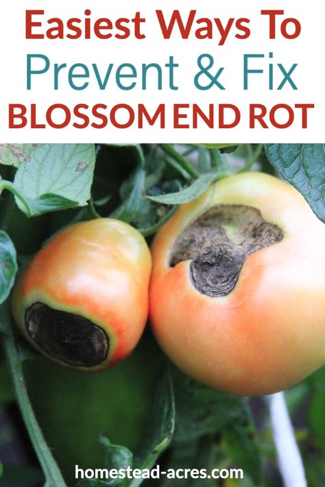 Tomatoes Plant, Blossom End Rot Tomatoes, Tomatoes Plants Problems, Prune Hydrangeas, Autumn Gardening, Gardening Tomatoes, Tomato Problems, Peony Care, Tomato Growing