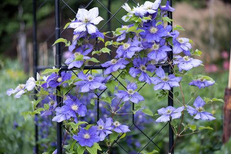 2 Simple Ways to Propagate Your Favorite Clematis Vines Propagating Clematis, Propagate Clematis, Clematis Varieties, Autumn Clematis, Best Grow Lights, Clematis Plants, Prairie Garden, Clematis Vine, Gardening Trends